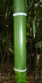 Phyllostachys.bambusoides.Katashibo.11