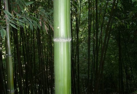 bambusoides.Katashibo888 (440 visits) bambusoides.Katashibo888