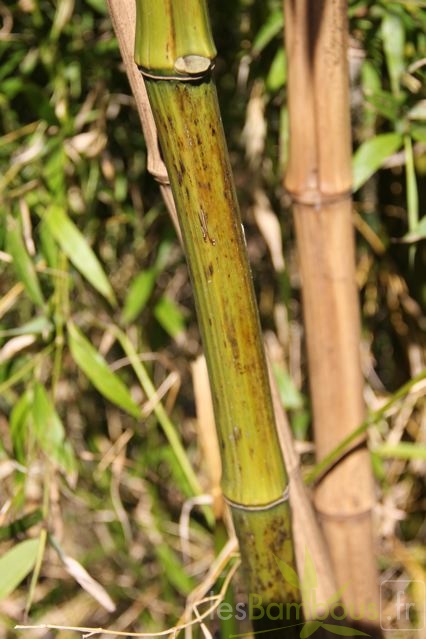 bambusoides.marliacea 0729