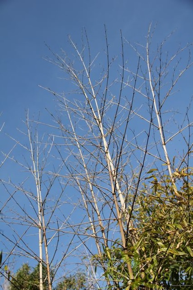 bambusoides.marliacea 0731