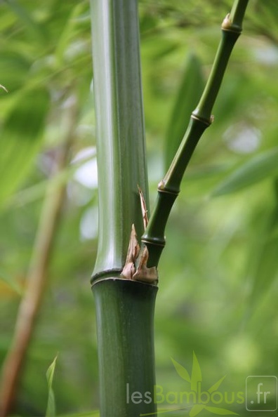 bambusoides.marliacea 2021