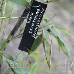 Phyllostachys.bambusoides.mixta 2799
