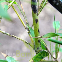 Phyllostachys.bambusoides.mixta 2801