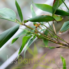 Phyllostachys.bambusoides.mixta 2802