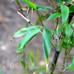 Phyllostachys.bambusoides.mixta 2804
