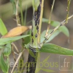 Phyllostachys.bambusoides.mixta 2805