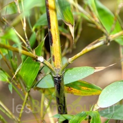 Phyllostachys.bambusoides.mixta  2803