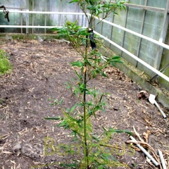 Phyllostachys.bambusoides mixta  2800