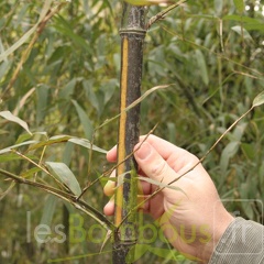 Phyllostachys bambusoides mixta 001