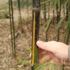 Phyllostachys bambusoides mixta 002