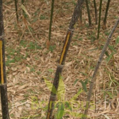 Phyllostachys bambusoides mixta 006