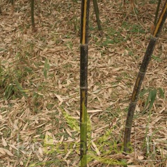 Phyllostachys bambusoides mixta 008