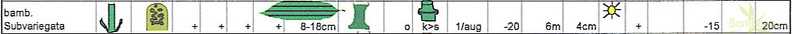 bambusoides.subvariegata.table.jpg