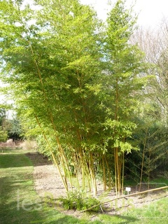 edulis.bicolor.0069
