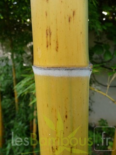 edulis.bicolor.0902