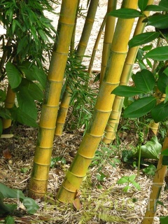 edulis.bicolor.1672