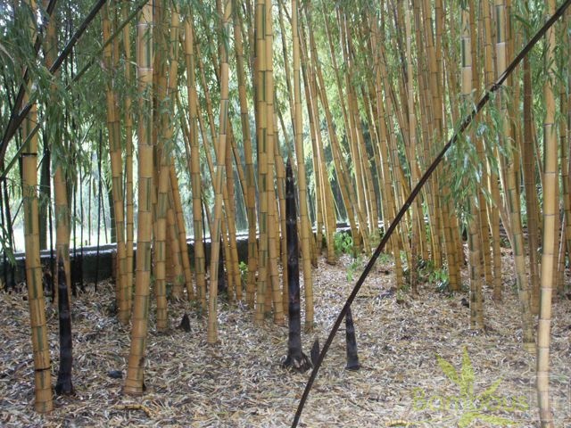 edulis.bicolor.176