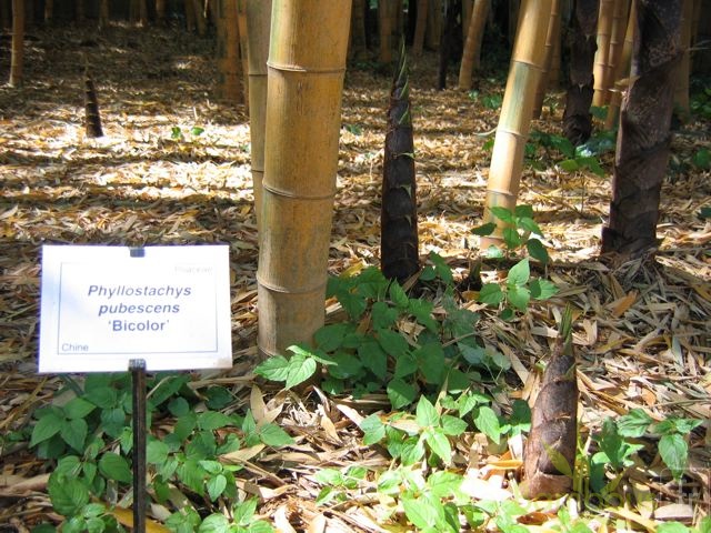 edulis.bicolor.569
