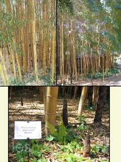 pubescens bicolor