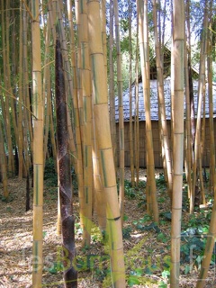 turionBicolor 571