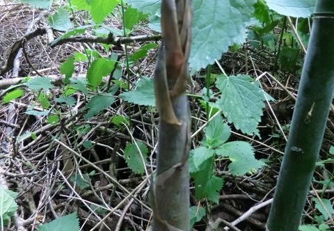 phylostachys.bissetti.turion.0485 (559 visits) phylostachys.bissetti.turion.0485