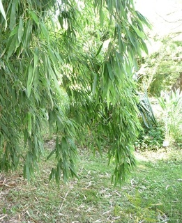 Phyllostachys decora 01