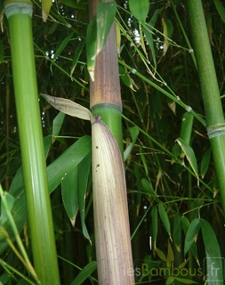 Phyllostachys decora 02