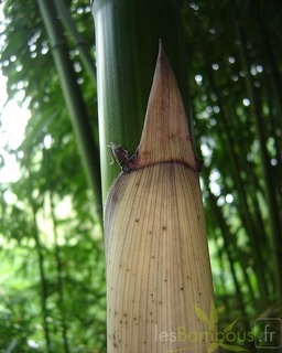Phyllostachys decora 03