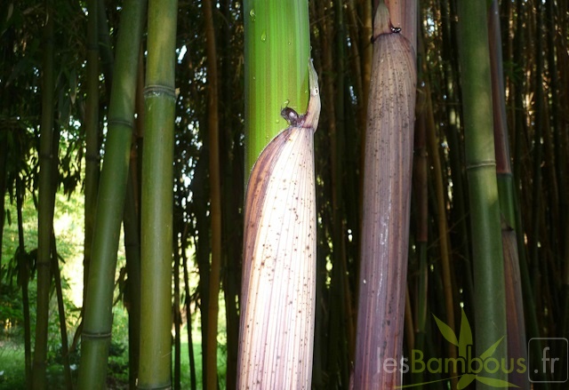Phyllostachys decora 04