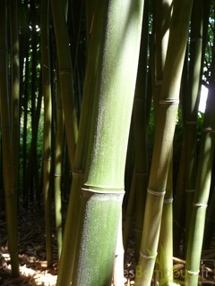 Phyllostachys decora 05