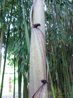 Phyllostachys decora 06