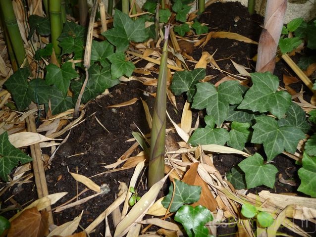 Phyllostachys decora 07
