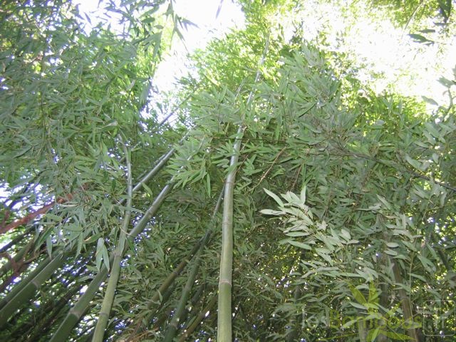 Phyllostachys decora 08