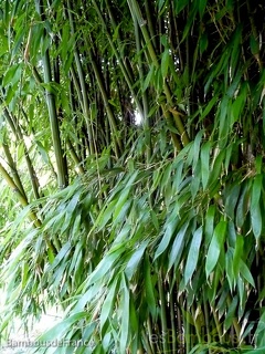 Phyllostachys decora 09