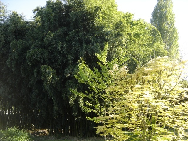Phyllostachys decora 11