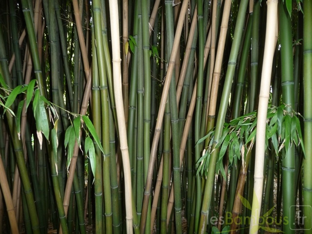 Phyllostachys decora 13