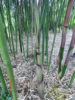 Phyllostachys decora 15