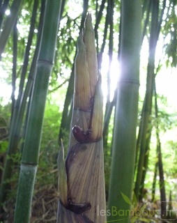 Phyllostachys decora turion