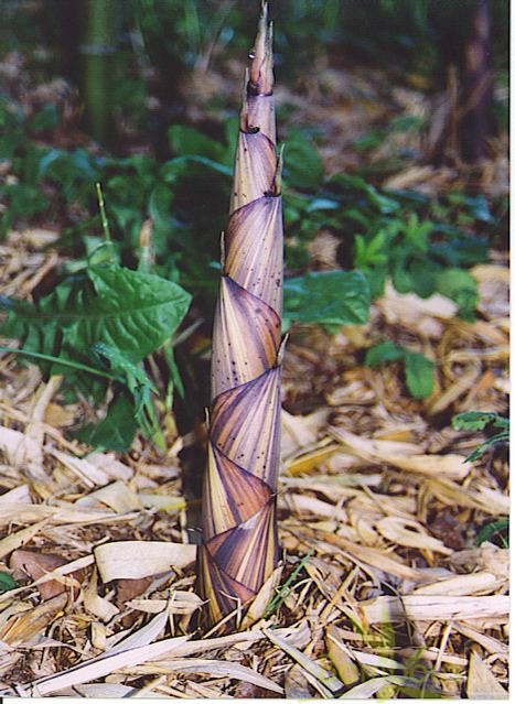 Phyllostachys decora turion02