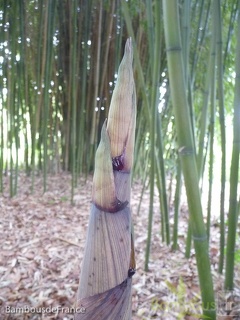 Phyllostachys decora turion 01