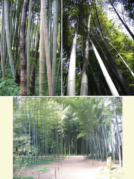 pubescens1