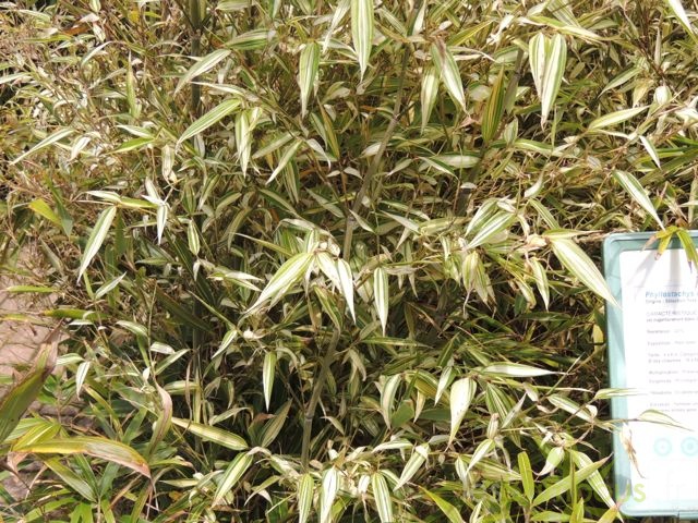 Phyllostachys edulis Summer snow 01