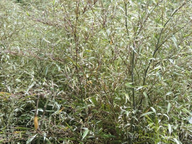 Phyllostachys edulis Summer snow 02