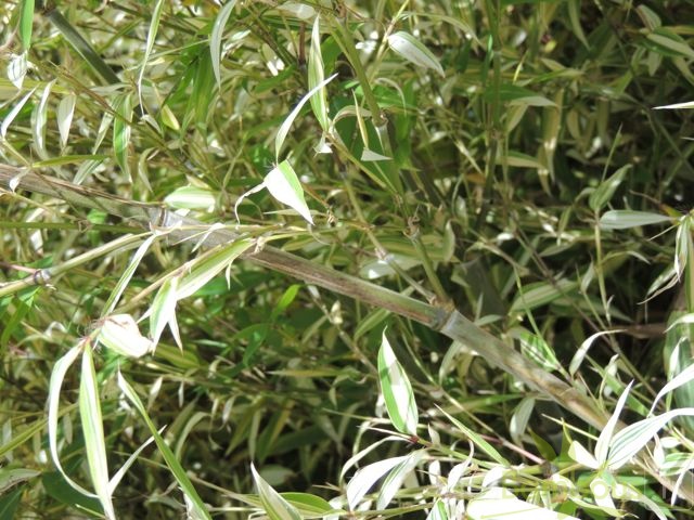 Phyllostachys edulis Summer snow 04