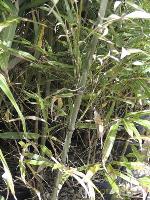 Phyllostachys edulis Summer snow 05