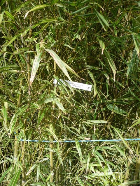 Phyllostachys edulis Summer snow 07
