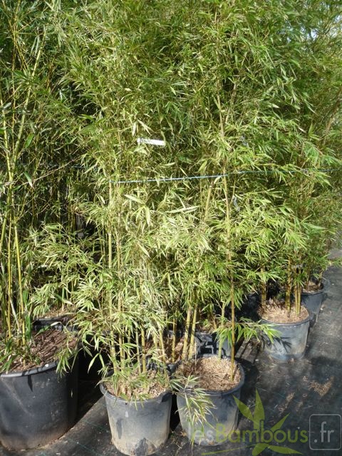 Phyllostachys edulis Summer snow 08