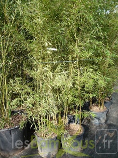 Phyllostachys edulis Summer snow 08