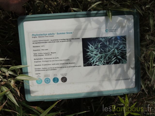 Phyllostachys edulis Summer snow 10