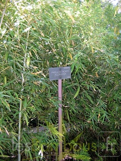 flexuosa